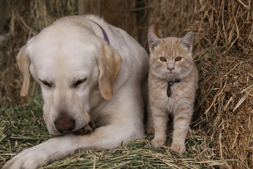 A Cat and a Dog laying on Hay