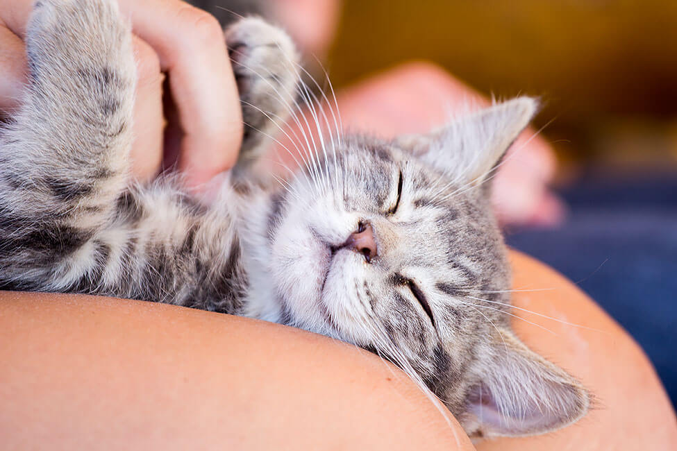 Closeup picture of a New Haven cat getting pet