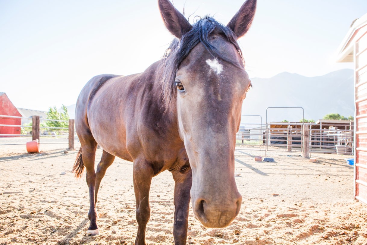 Horse on campus Horse on campus, animal therapy, New Haven Residential Treatment Center