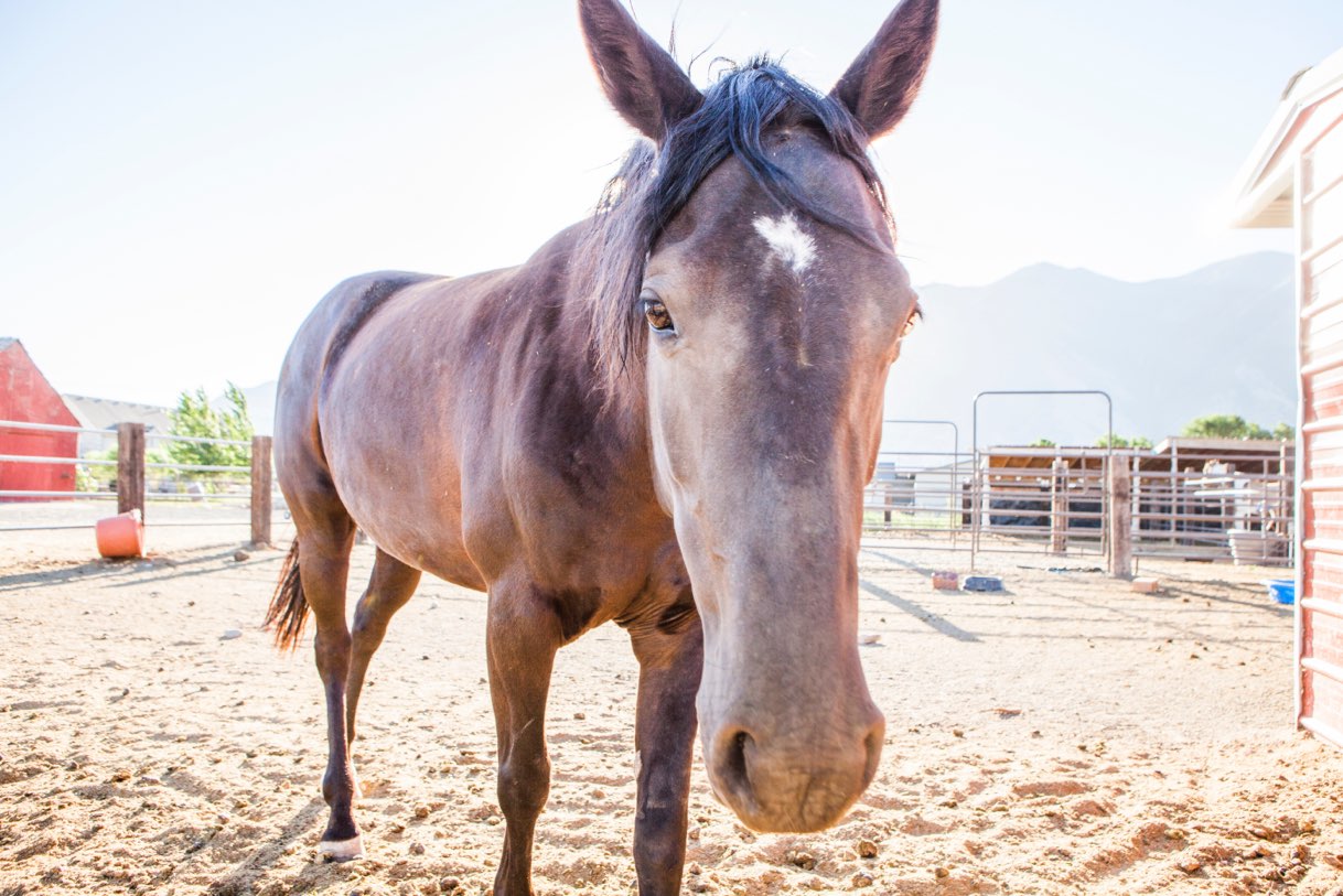 Horse on campus, animal therapy, New Haven Residential Treatment Center