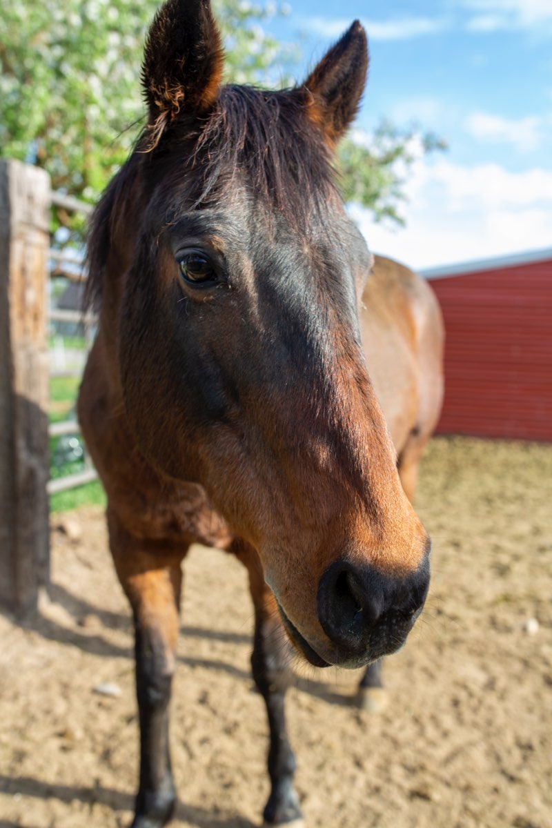 Closeup of horse on campus, New Haven Residential Treatment Center