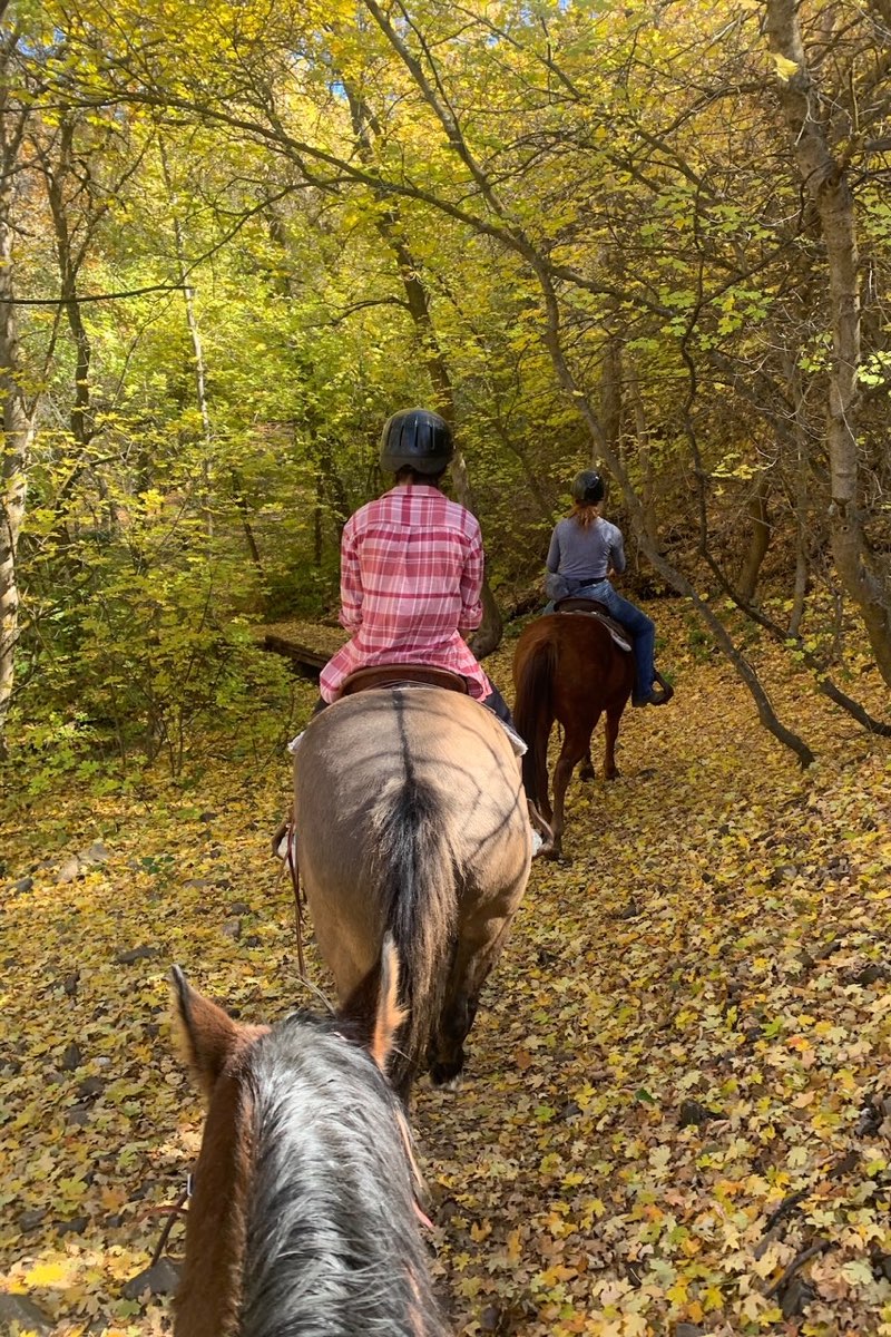 Horseback riding, animals at New Haven Residential Treatment Center