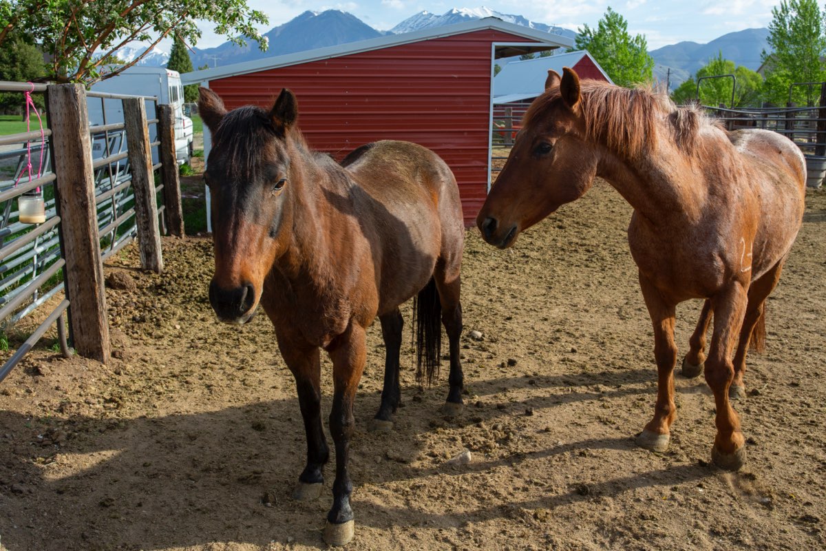 Animal therapy, horses on campus, New Haven Residential Treatment Center